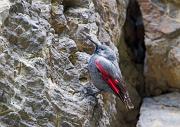 Mauerlaeufer - Wallcreeper (Tichodroma muraria)